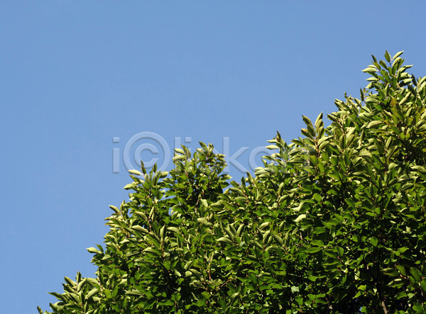 사람없음 JPG 포토 해외이미지 1 9월 나무 나뭇가지 내추럴 식물 여름(계절) 잎 자연 정상 초록색 추상 카피스페이스 파란색 하늘 해외202004