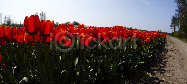사랑 신선 축하 침묵 사람없음 JPG 포토 해외이미지 3 5월 강렬 계절 공원 광선 꽃 꽃다발 꽃무늬 꽃집 내추럴 네덜란드 닫기 발렌타인데이 밭 백그라운드 벚꽃 보라색 봄 부활절 식물 야외 엽서 잎 자연 정원 초록색 컬러풀 태양 튤립 하트 해외202004 해외포토 햇빛