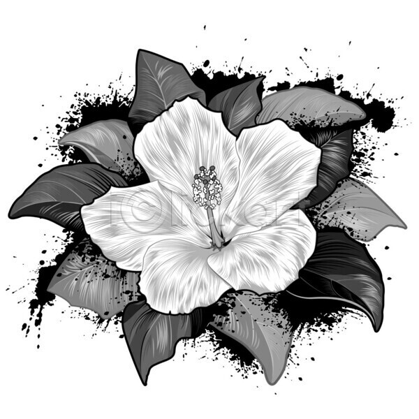 성장 EPS 일러스트 해외이미지 개화 검은색 고립 그래픽 그런지 그림 꽃 꽃가루 꽃무늬 꽃잎 디자인 미술 백그라운드 벚꽃 블러 식물 아욱 알로하 얼룩 이국적 잉크 잎 자연 장식 하와이 하와이인 해외202004 향기 흰색 히비스커스
