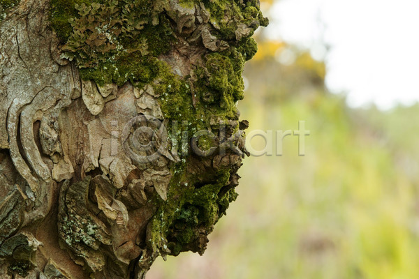 신비 사람없음 JPG 포토 해외이미지 나무 나무껍질 내추럴 얼굴 오싹 이끼 자연 질감 특징 해외202004