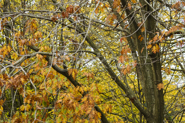 사람없음 JPG 포토 해외이미지 가을(계절) 갈색 계절 나무 노란색 단풍 묘사 백그라운드 빨간색 식물 잎 자연 정원 초록색 패턴 해외202004