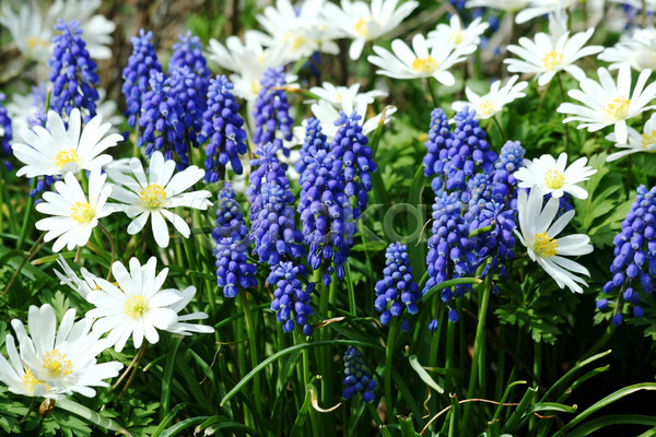 사람없음 JPG 포토 해외이미지 계절 꽃 내추럴 봄 잎 자연 정원 초록색 파란색 포도 해외202004 히아신스