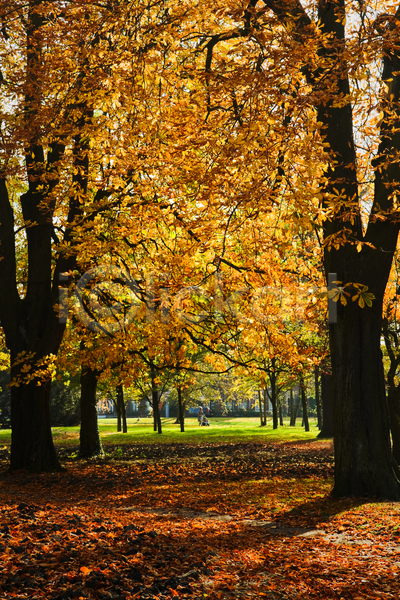 사람없음 JPG 포토 해외이미지 10월 11월 가을(계절) 갈색 계절 공원 나무 노란색 빨간색 오렌지 잎 자연 초록색 해외202004 햇빛 황금
