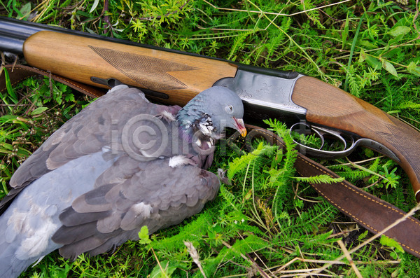 사람없음 JPG 포토 해외이미지 권총 무기 비둘기 사냥 엽총 자연 잡기 조류 죽음 총 해외202004