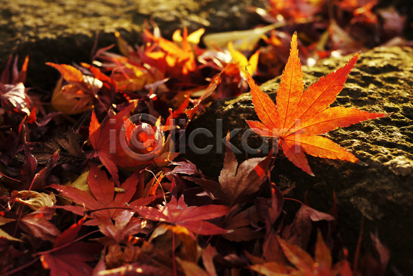 건조 사람없음 JPG 포토 해외이미지 10월 9월 가을(계절) 계절 공원 나무 단풍 묘사 백그라운드 빛 빨간색 식물 야외 오렌지 일본 잎 자연 질감 해외202004 환경