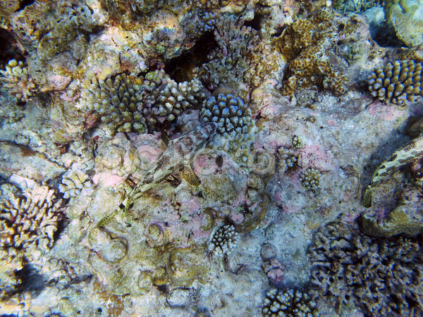 사람없음 JPG 포토 해외이미지 4 몰디브 물 바다 산호 수중 안장 암초 어류 자연 해외202004