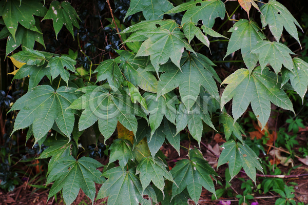 동양인 사람없음 JPG 포토 해외이미지 가을(계절) 계절 공원 나무 단풍 단풍잎 베트남 빨간색 숲 아시아 야외 울타리 잎 자연 초록색 해외202004