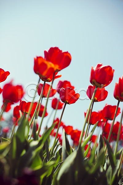 사람없음 JPG 포토 꽃밭 빨간색 야외 자연 주간 태안 튤립 튤립축제