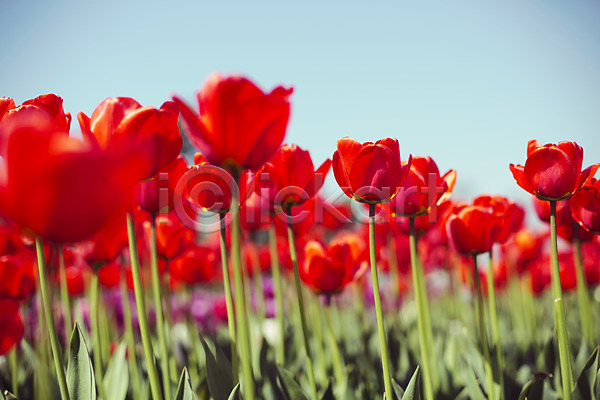 사람없음 JPG 포토 꽃밭 빨간색 야외 자연 주간 태안 튤립 튤립축제