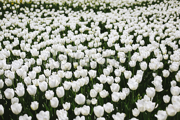사람없음 JPG 포토 꽃밭 야외 자연 주간 태안 튤립 튤립축제 흰색