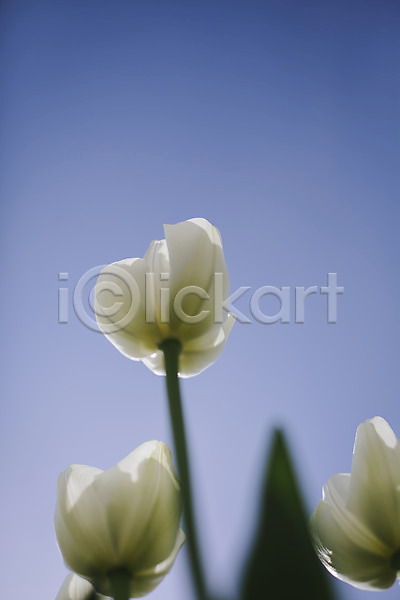 사람없음 JPG 포토 꽃밭 야외 자연 주간 태안 튤립 튤립축제 흰색