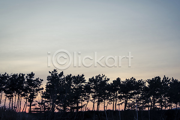 사람없음 JPG 포토 노을 소나무 야외 일몰 일출 자연 주간 태안 풍경(경치) 하늘 한국
