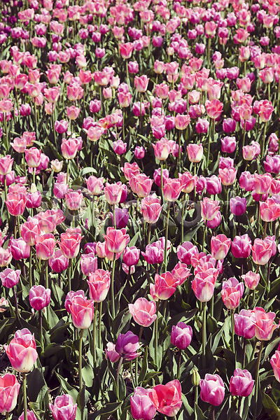 사람없음 JPG 포토 꽃밭 분홍색 야외 자연 주간 태안 튤립 튤립축제
