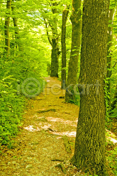 산책 침묵 사람없음 JPG 포토 해외이미지 갈색 계절 내추럴 땅 명상 목재 방법 백그라운드 봄 빛 숲 잎 자연 작음 줄서기 초록색 터널 통로 해외202004 환경