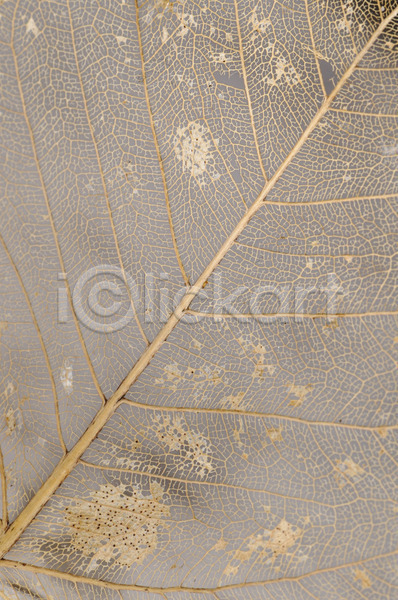 건조 사람없음 JPG 세피아 포토 해외이미지 가을(계절) 갈색 골격 디자인 묘사 식물 얇은 엘리먼트 유기농 잎 자연 장식 정맥 질감 추상 취급주의 투명 파편 패턴 해외202004