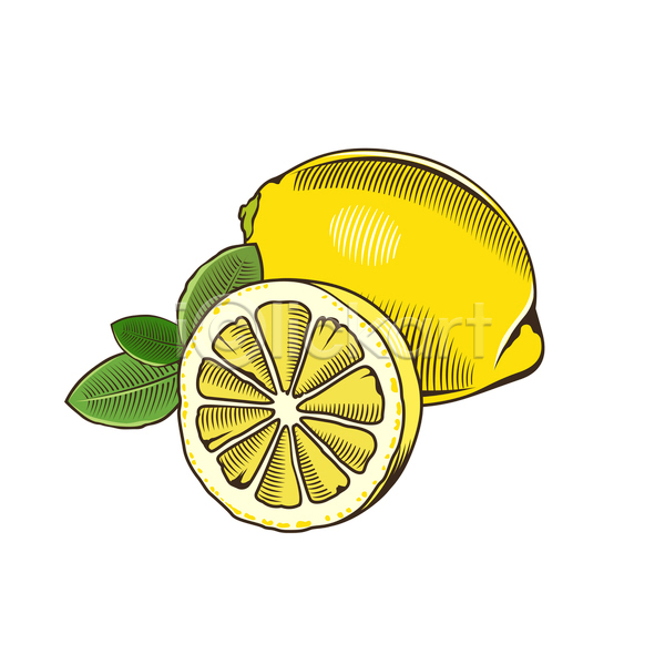사람없음 JPG 일러스트 해외이미지 그림 노란색 단면 라인아트 레몬 잎 해외202004