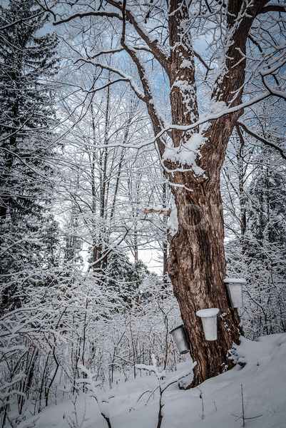 신선 추위 사람없음 JPG 포토 해외이미지 겨울 계절 깊이 나무 날씨 냉동 단풍 산책로 삼림지대 숲 야외 양동이 얼음 자연 캐나다 트랙 해외202004 황무지 흰색
