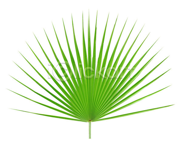 성장 사람없음 JPG 포토 해외이미지 고립 곡선 나무 나뭇가지 백그라운드 손바닥 숲 식물 여름(계절) 잎 자연 줄기 초록색 코코넛 패턴 해외202004 흰색