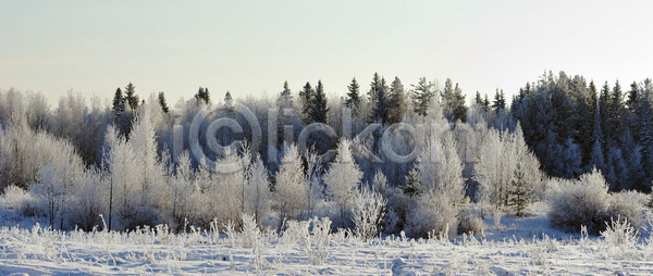 새로움 추위 사람없음 JPG 포토 해외이미지 겨울 계절 공원 나무 나뭇가지 날씨 내추럴 눈내림 목재 백그라운드 서리 소나무 숲 식물 야외 얼음 연도 자연 장면 크리스마스 파란색 풍경 하늘 해외202004 해외포토 환경 휴가 흰색
