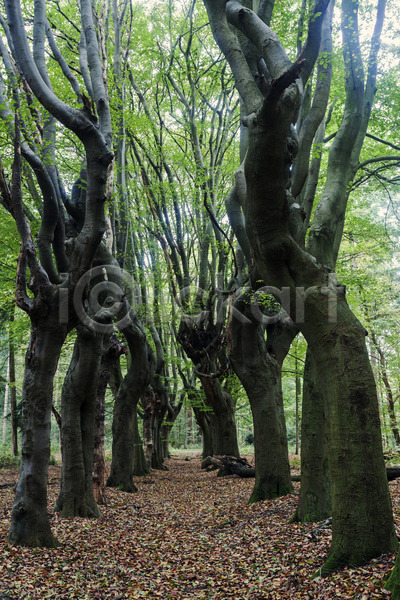 사람없음 JPG 포토 해외이미지 가을(계절) 나무 나뭇가지 네덜란드 숲 여행 옛날 유럽 일몰 잎 자연 줄서기 해외202004
