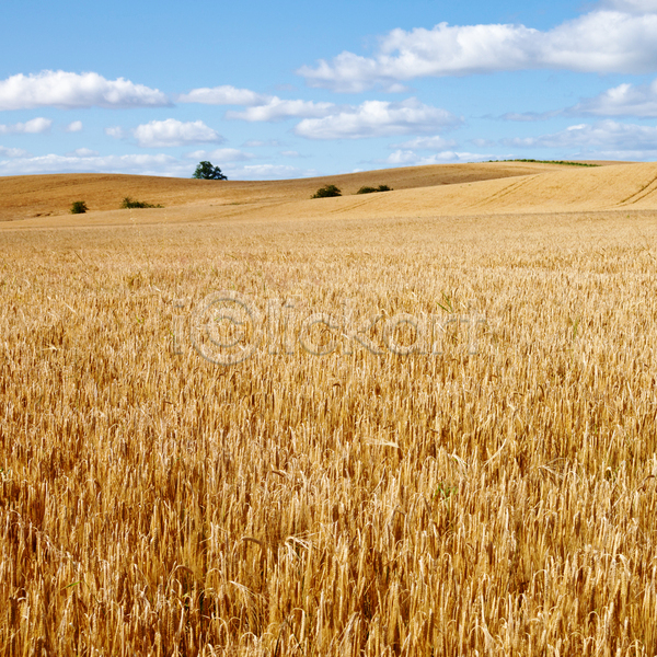 사람없음 JPG 포토 해외이미지 농사 농업 농작물 밀 밀밭 보리 보리밭 스코틀랜드 야외 주간 풍경(경치) 하늘 해외202004