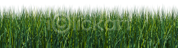 사람없음 JPG 포토 해외이미지 가로 고립 밭 시골 식물 여름(계절) 자연 잔디 초록색 해외202004 환경 흰색