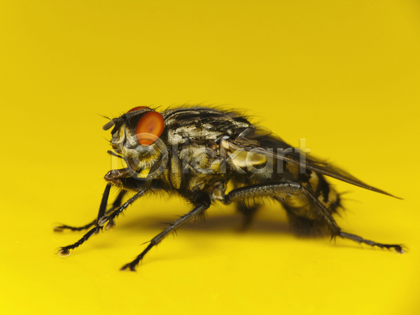 사람없음 JPG 포토 해외이미지 곤충 기생충 노란색 눈(신체부위) 닫기 못생김 묘사 백그라운드 벌레 생물학 신체 주택 질병 해외202004 혼자