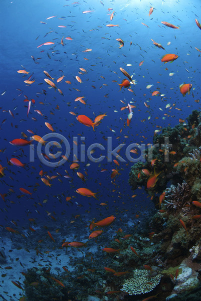 혼란 사람없음 JPG 포토 해외이미지 무리 산호 암초 어류 이집트 해외202004 홍해