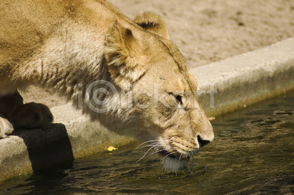 사람없음 JPG 포토 해외이미지 갈증 노란색 동물 동물원 마시기 물 사자 야생동물 여름(계절) 해외202004