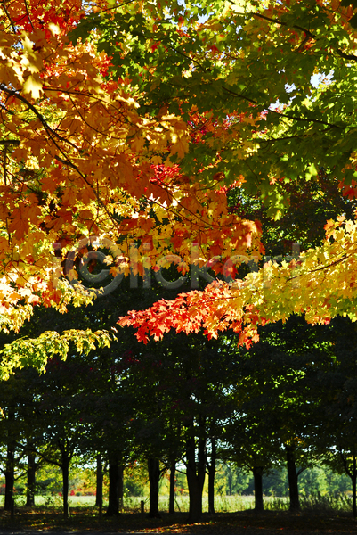 변화 사람없음 JPG 포토 해외이미지 10월 9월 가을(계절) 계절 공원 나무 나뭇가지 내추럴 노란색 단풍 닫기 되감기 묘사 백그라운드 빨간색 숲 식물 야외 오렌지 잎 자연 정맥 질감 컬러풀 표면 해외202004 환경 황금