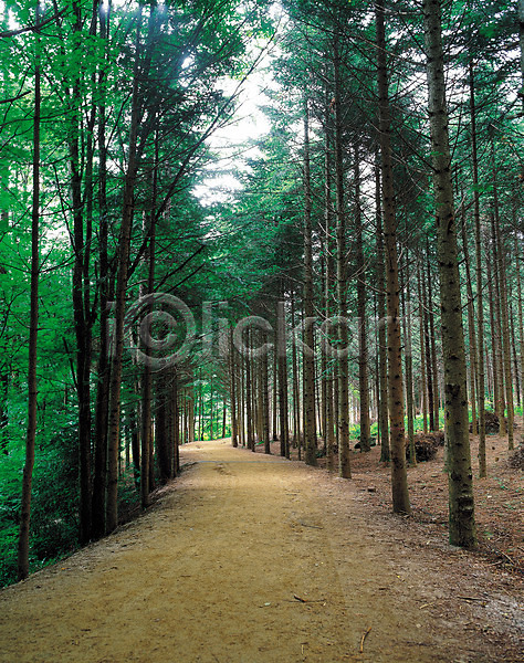 사람없음 JPG 포토 길 나무 산 산책로 수목원 숲 숲속 식물 야외 원근감 자연 주간 풍경(경치)