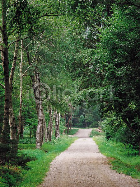 사람없음 JPG 포토 길 나무 산 산책로 삼림욕 수목원 숲 식물 야외 원근감 자연 주간 풍경(경치)