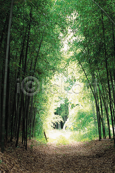 사람없음 JPG 포토 길 나무 대나무 대나무숲 산책로 삼림욕 숲 숲속 식물 야외 원근감 자연 주간 풍경(경치)