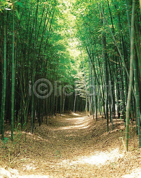사람없음 JPG 포토 길 나무 대나무 대나무숲 산책로 삼림욕 숲 숲속 식물 야외 원근감 자연 주간 풍경(경치) 햇빛