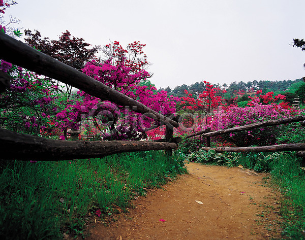 사람없음 JPG 포토 길 꽃 나무 분홍색 산책로 식물 야외 울타리 원근감 자연 주간 진달래 철쭉 풍경(경치)
