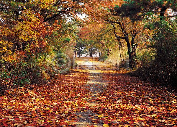 사람없음 JPG 포토 가을(계절) 가을풍경 계절 길 나무 나뭇잎 낙엽 단풍 단풍나무 등산로 산책로 숲 식물 야외 원근감 자연 주간 풍경(경치)