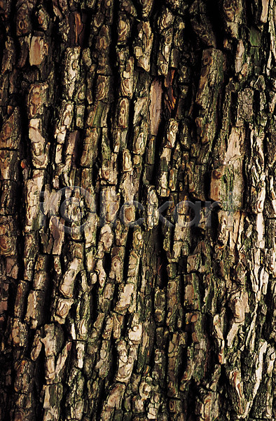 사람없음 JPG 포토 나무 나무껍질 목재 무늬 백그라운드 식물 패턴