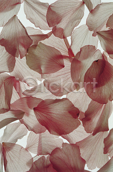 사람없음 JPG 포토 꽃 꽃잎 무늬 백그라운드 분홍색 식물 자연 컬러 패턴