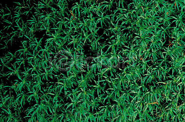 사람없음 JPG 포토 무늬 백그라운드 식물 이끼 자연 초록색 컬러 패턴 풀(식물)