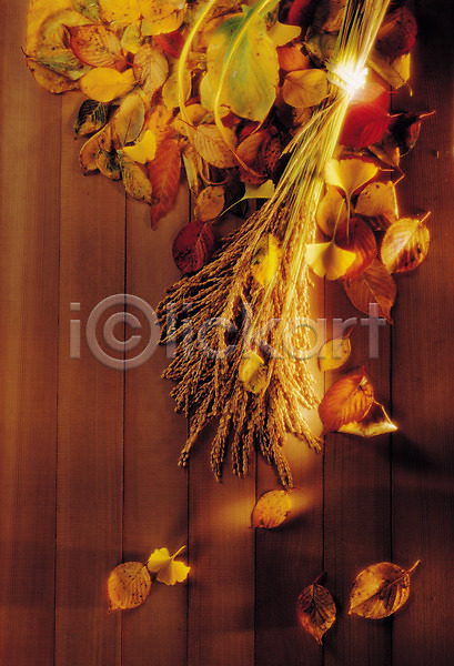 사람없음 JPG 포토 갈대(식물) 나뭇잎 마루(인테리어) 벽 빛 식물 실내 어둠 오브젝트 인테리어 잎 장식 조명