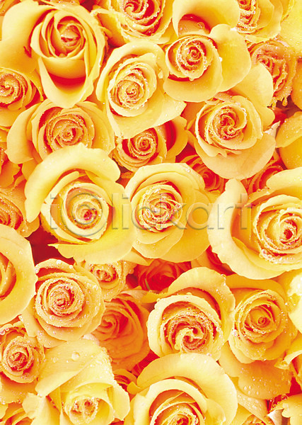 사람없음 JPG 근접촬영 포토 꽃 노란색 물방울 백그라운드 식물 여러송이 여름꽃 이슬 자연 장미 컬러