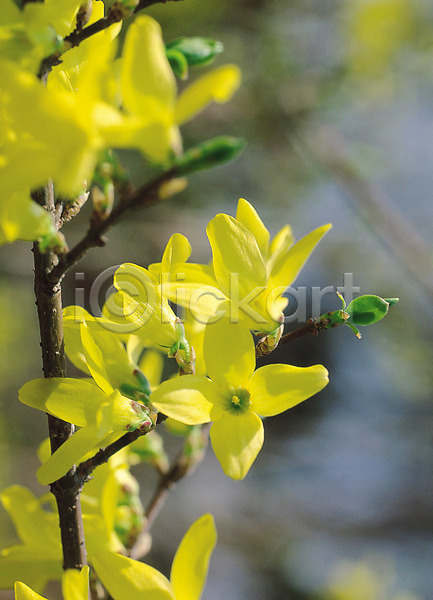 사람없음 JPG 아웃포커스 포토 개나리 꽃 꽃나무 노란색 봄 봄꽃 생물 식물 여러송이 영춘화 자연 컬러