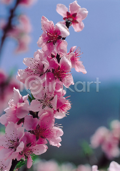 사람없음 JPG 아웃포커스 포토 꽃 꽃나무 꽃술(꽃) 나무 봄꽃 분홍색 생물 식물 여러송이 자연 진달래 철쭉 컬러