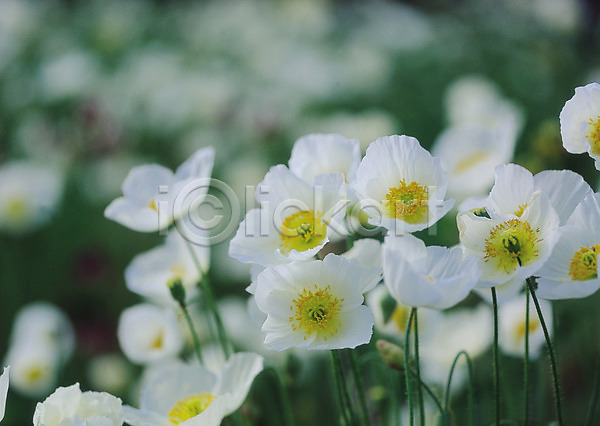 사람없음 JPG 아웃포커스 포토 꽃 들꽃 생물 식물 양귀비 여러송이 자연 컬러 흰색