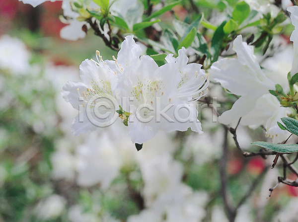 사람없음 JPG 아웃포커스 포토 꽃 꽃나무 꽃술(꽃) 나무 봄꽃 생물 식물 여러송이 자연 진달래 철쭉 컬러 흰색