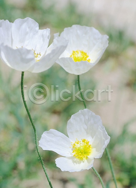 사람없음 JPG 근접촬영 아웃포커스 포토 꽃 들꽃 생물 세송이 식물 양귀비 여러송이 자연 컬러 흰색