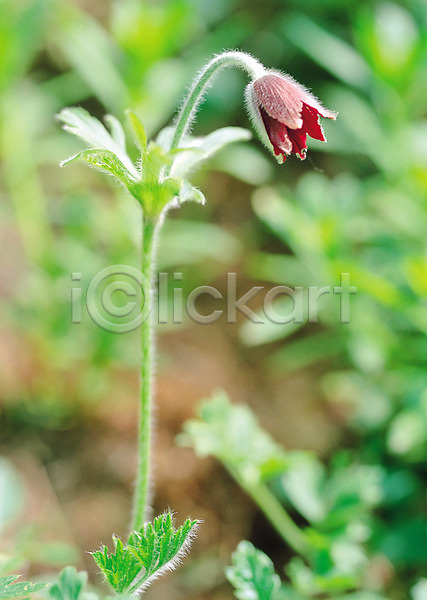 사람없음 JPG 아웃포커스 포토 꽃 봄꽃 빨간색 생물 식물 여러해살이풀 자연 컬러 한송이 할미꽃