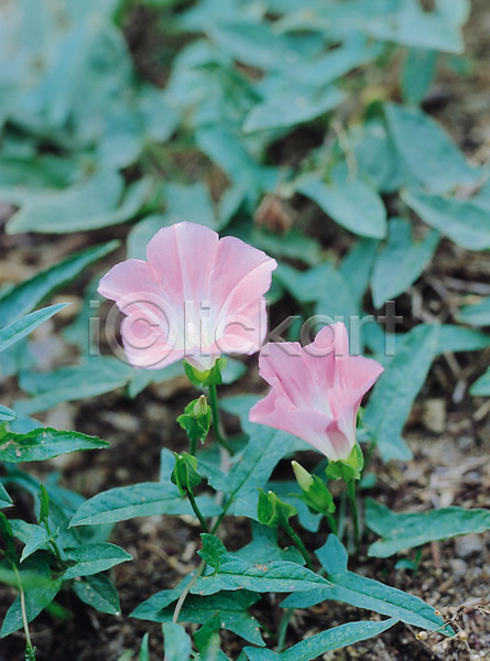 사람없음 JPG 아웃포커스 포토 꽃 덩굴 두송이 메꽃 분홍색 생물 식물 여름꽃 잎 자연 컬러 통화식물목