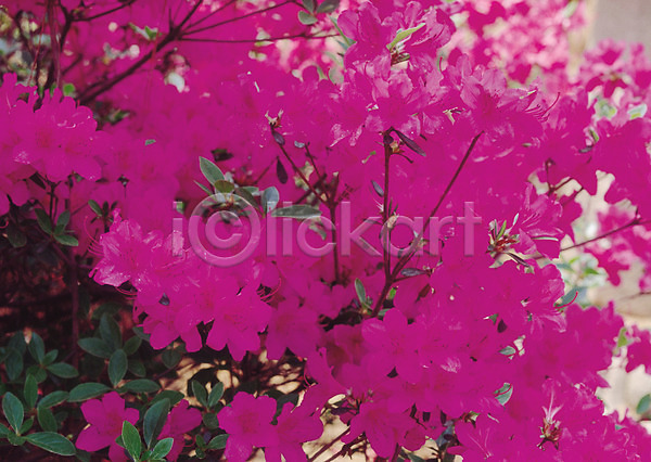 사람없음 JPG 아웃포커스 포토 꽃 꽃나무 봄꽃 생물 식물 여러송이 자연 자주색 진달래 철쭉 철쭉나무 컬러
