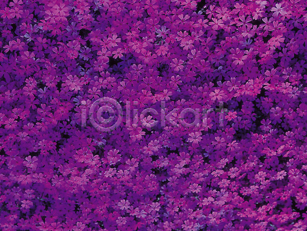 사람없음 JPG 포토 꽃 꽃잔디 백그라운드 보라색 봄꽃 불꽃(불) 생물 식물 여러송이 자연 지면패랭이꽃 컬러 한해살이풀